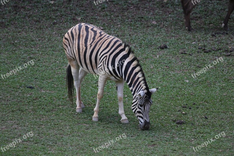 Zebra Animal Striped Wild Eating Grass