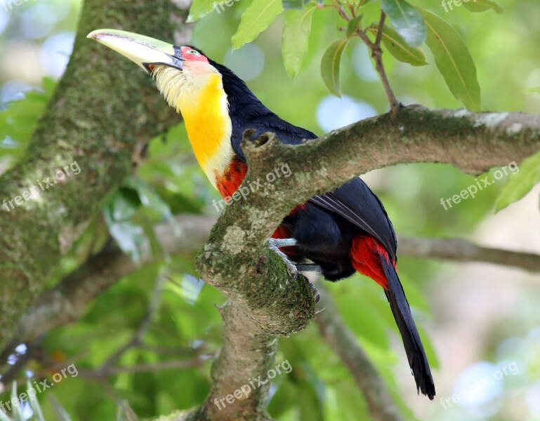 Tucano On The Branch Looking Bird Wild