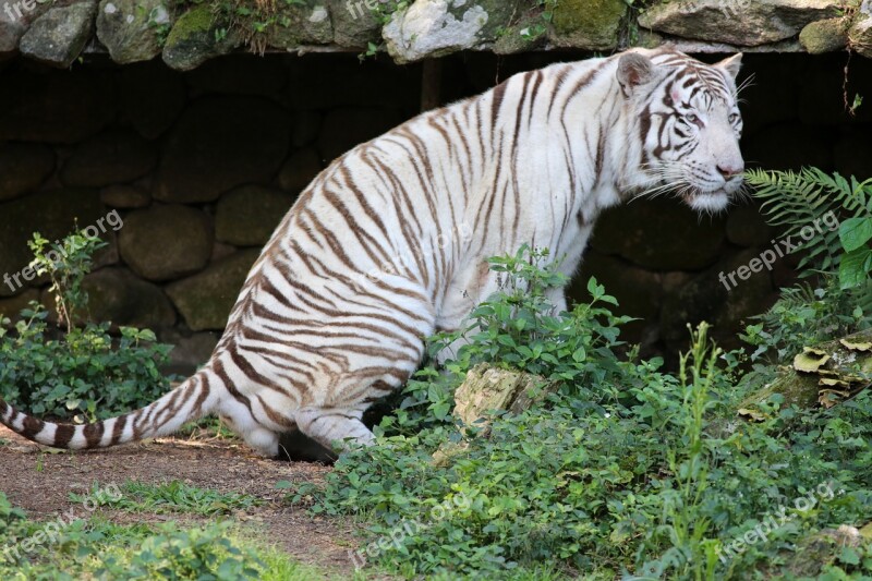 White Tiger Wild Threatened With Extinction In The Zoo Carnivore