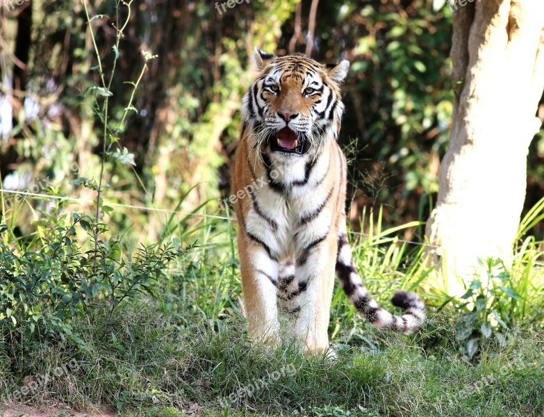 Tiger Siberian Wild Looking Feline