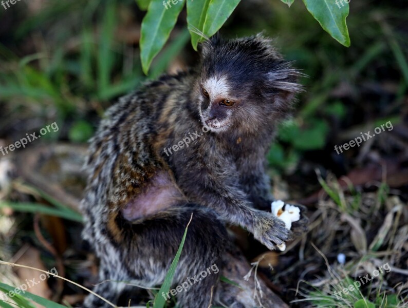 Marmoset White Tufts Forest Primate Forest Park Threatened With Extinction