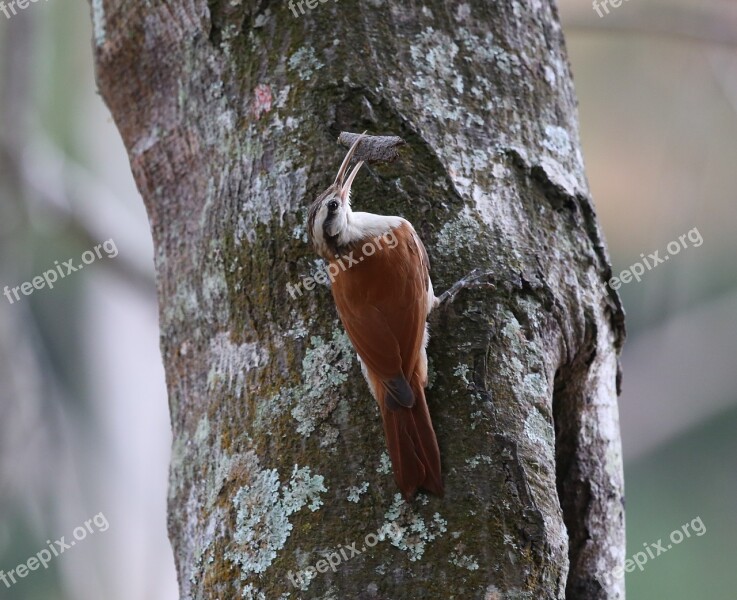 Woodpecker Brown Bird Going Up Making Nest Tropical Birds