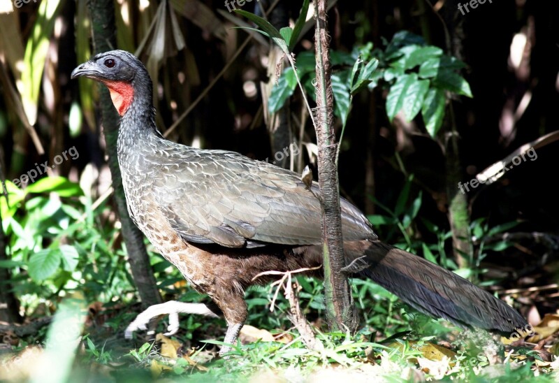 Jacu Bird Great Wild Bird Walking On The Ground