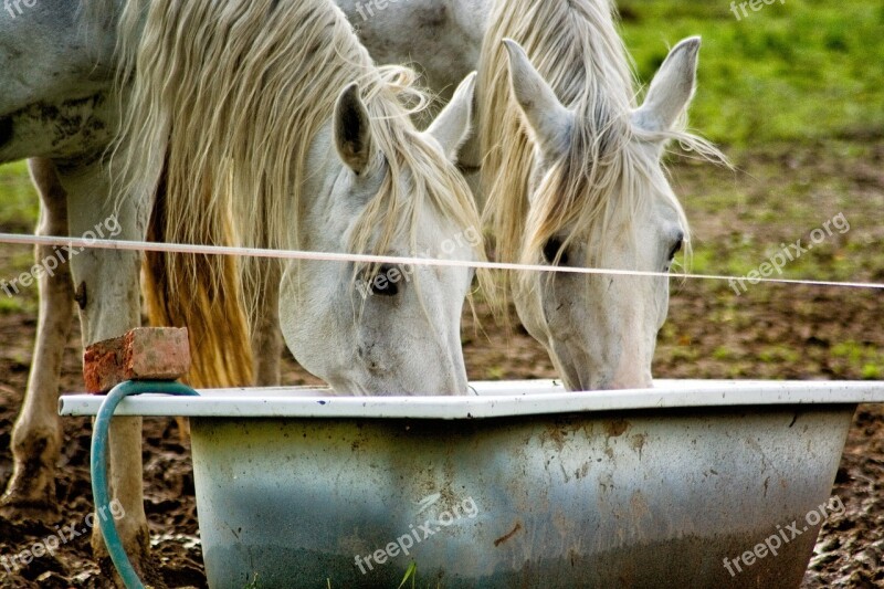 Horse Drink Water Animal Twins