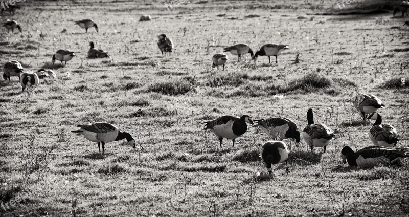 Bird Loft Flock Goose Black