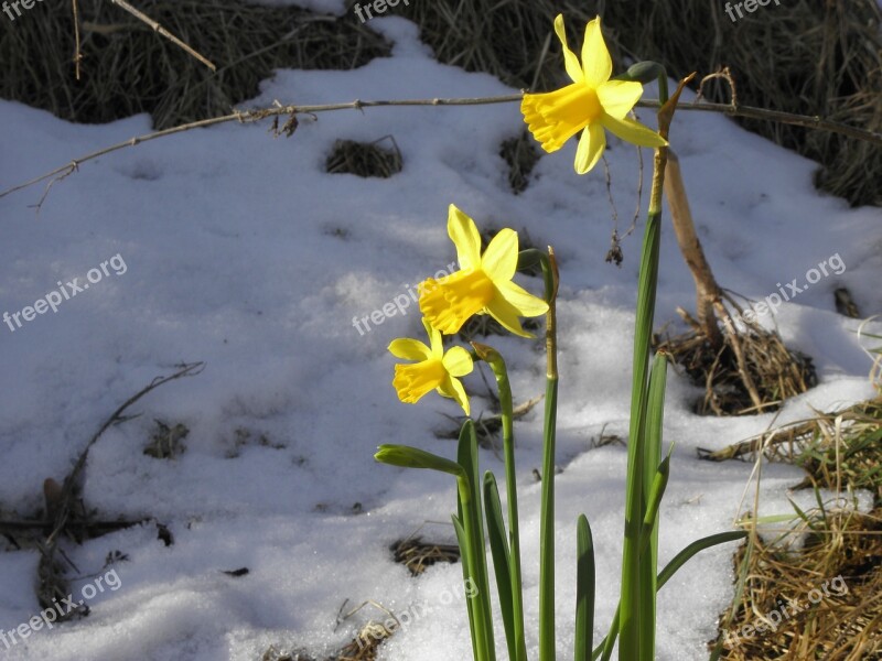 Daffodil Flower Fruhblueher Yellow Snow