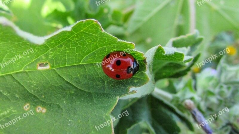 Coccinella Septempunctata Insect Nature Wildlife Fauna