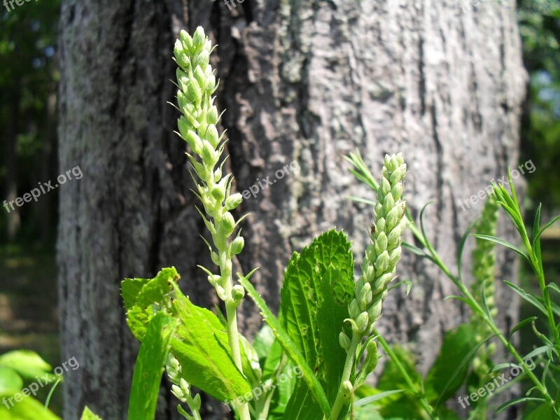 Leaf Nature Green Leaf Green Leaves Plant