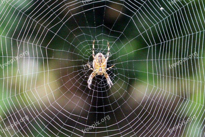 Spider Web Spider Web Nature Insect