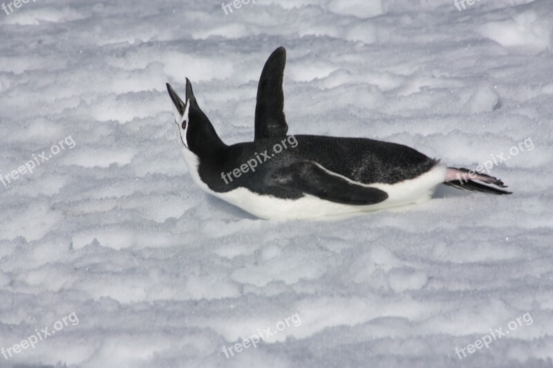 Penguin Snow Animal Free Photos