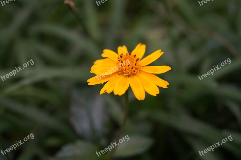 Flower Nature Yellow Flower Natural Flora