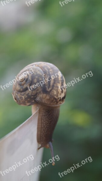 Snail Nature Struggle Shell Environment