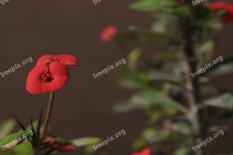 Crown Of Thorns Euphorbia Shaft Flower Nature Green