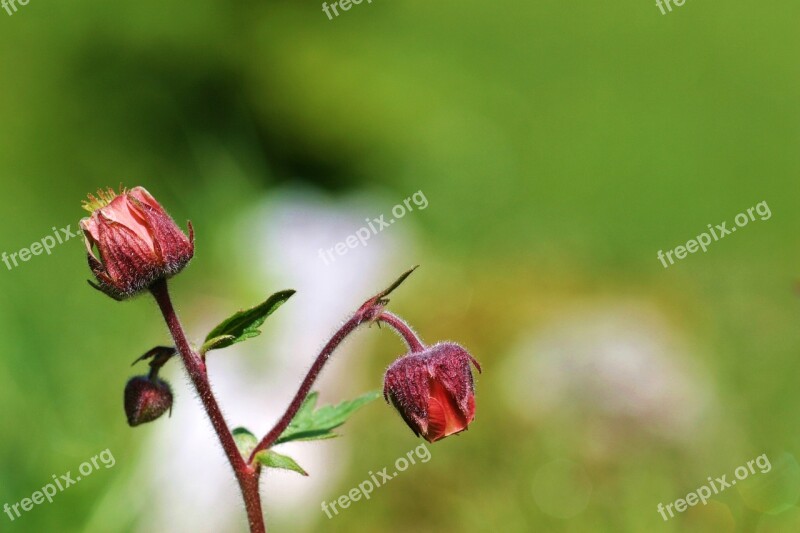 Geum Flowers Mountain Free Photos