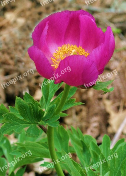 Peony Flowers Field Free Photos