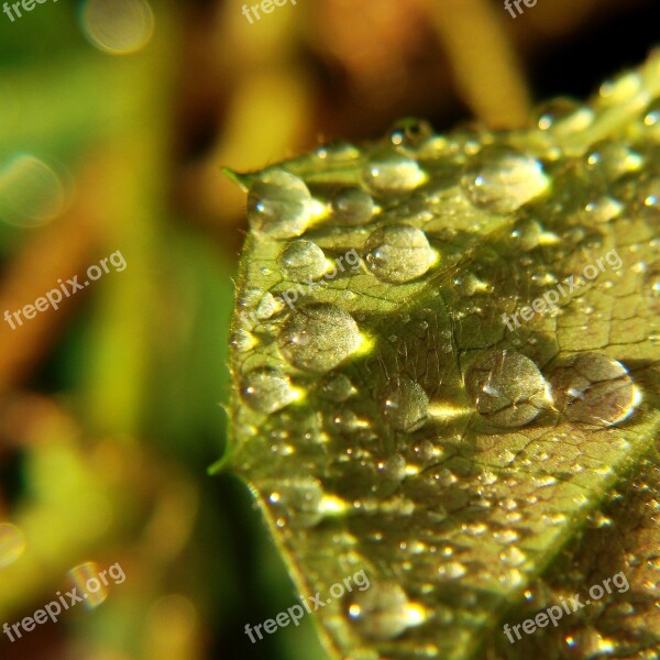 Drops Water Drops Leaf Rose Plant