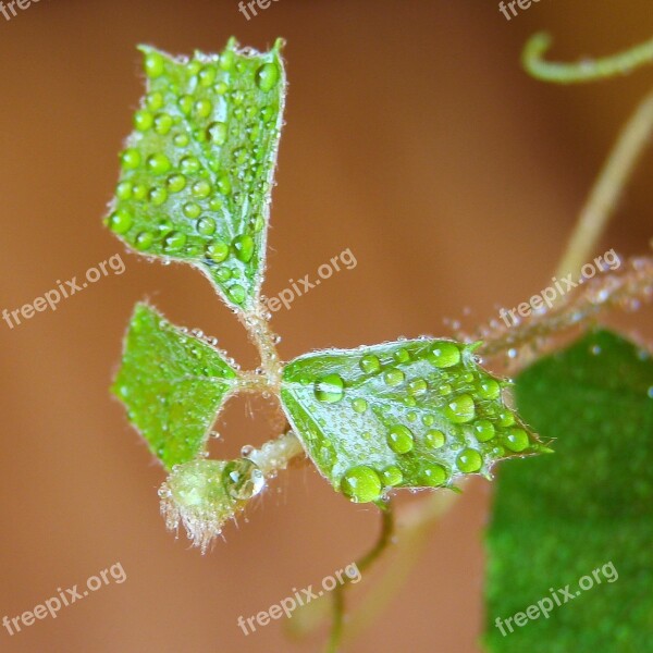 Drops Water Drops Leaf Rose Plant