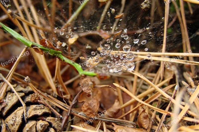 Drops Spider Web Cone Needle Forest