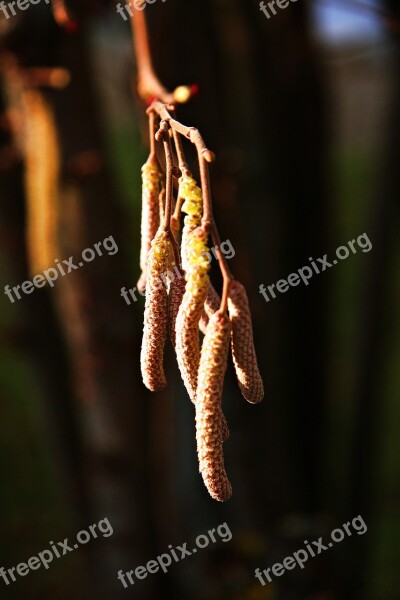 Hazel Bush Sun Shadow Branch