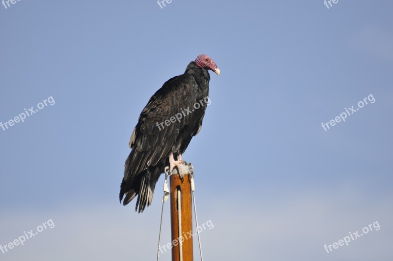 Bird Zopilote Black Vulture Scavenger