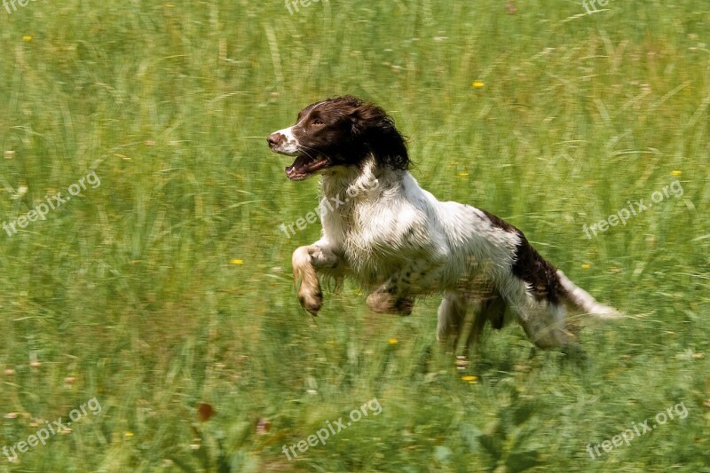 Animal Dog Spaniel Training Movement