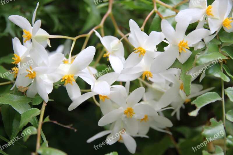 White Flowers Garden Botanical Garden Flowers White