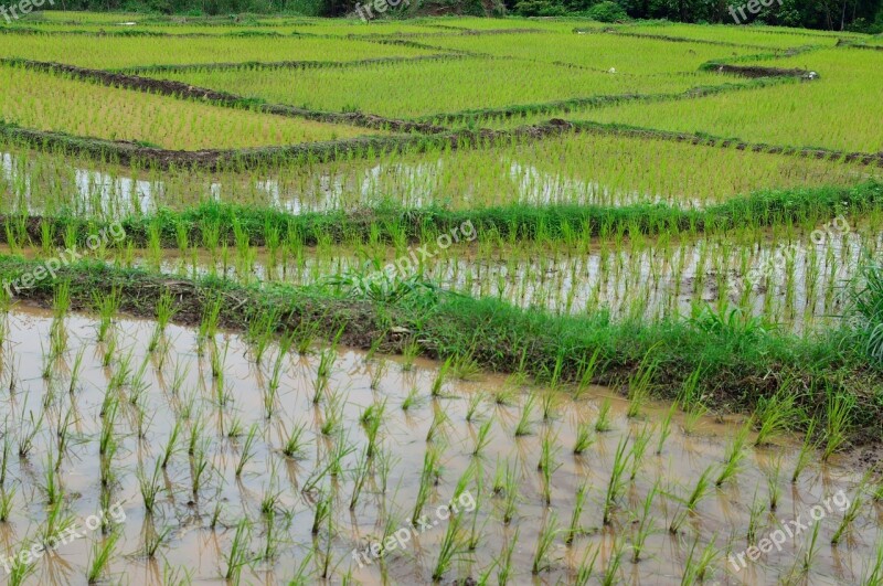 Rice Terrace Rice Green Free Photos