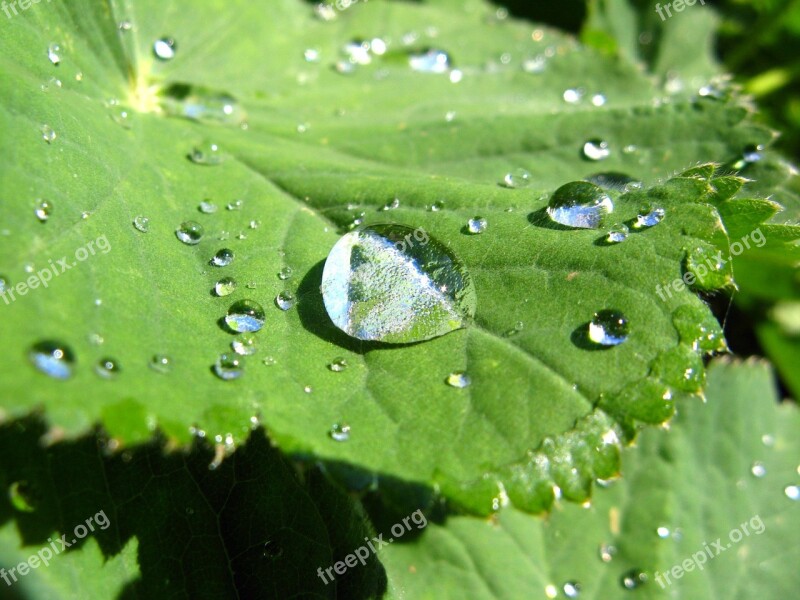 Drop Of Water Leaf Frauenmantel Raindrop Nature