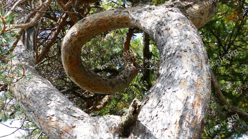 Tree Tree Trunk Twist Nature Wind