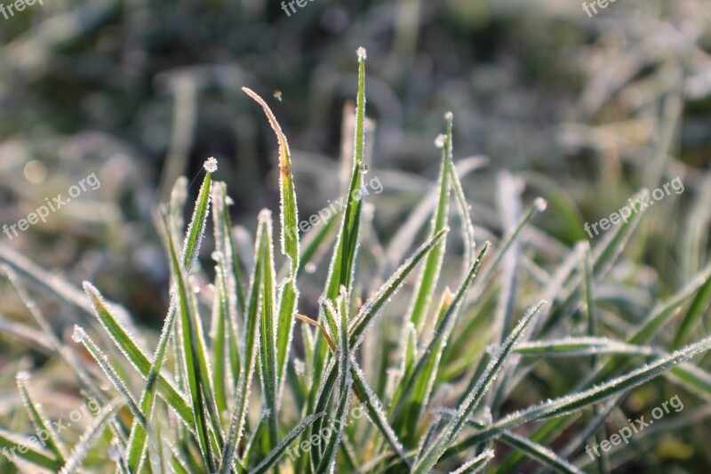 Frost Grass Hoarfrost Winter Cold