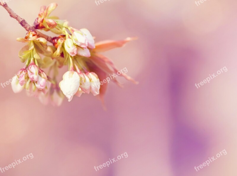 Blossom Bloom Spring Bloom Tree