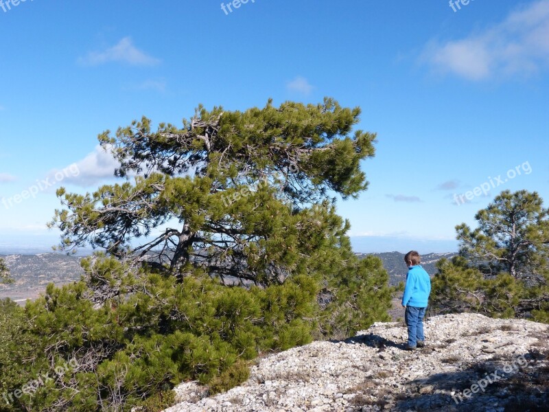 Pine Modelled By The Wind Rock Top Contemplation