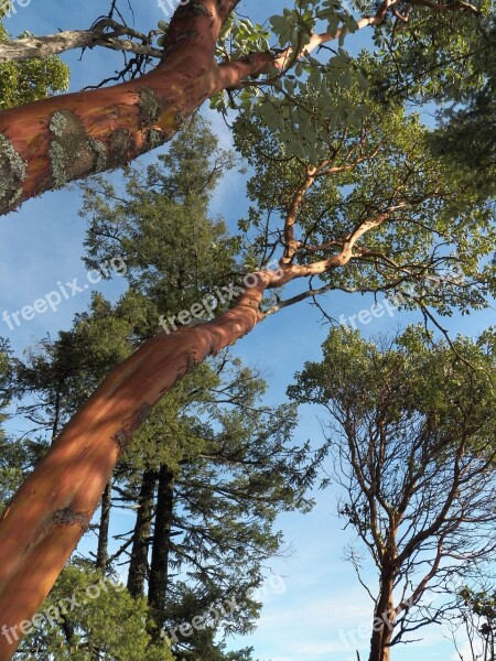 Arbutus Tree Botanical Wood Free Photos