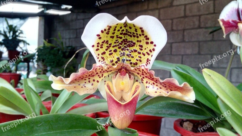 Orchid White Ecuador Free Photos