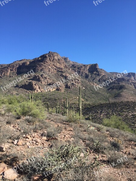 Desert Cactus Arizona Nature Landscape