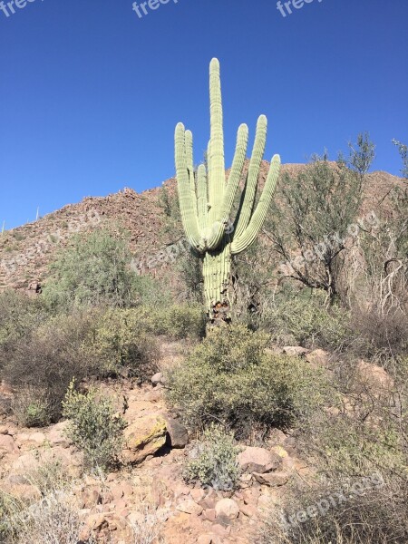 Desert Cactus Arizona Nature Landscape