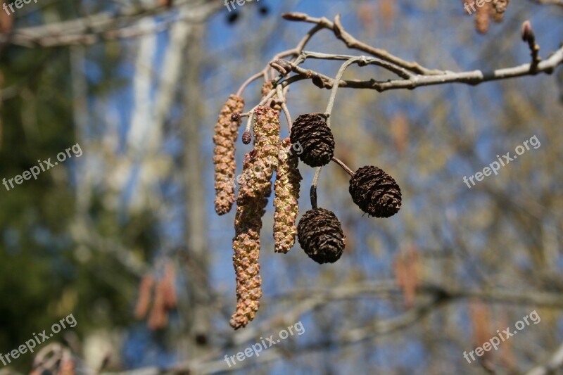 Spring A Branch Birch Brench Nature