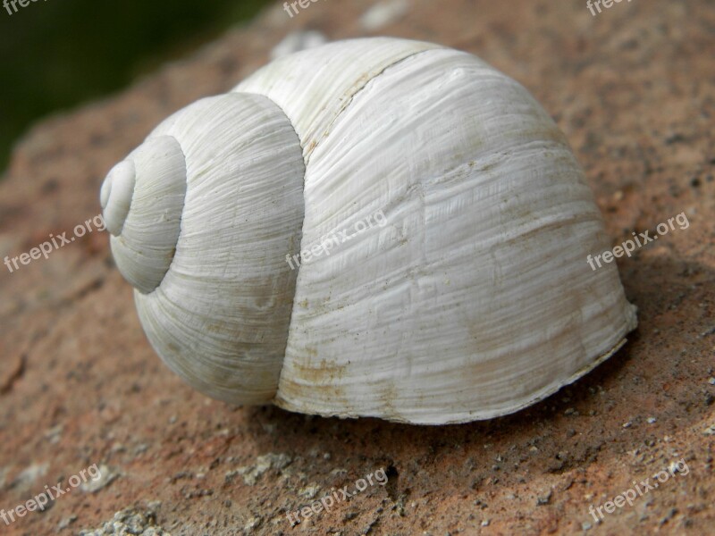 Conch White Snail Shell Free Photos