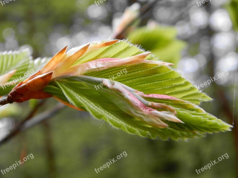 Bud Foliage Beech Spring New Life