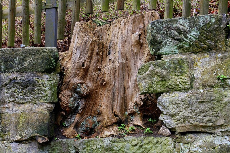 Log Wall Fence Tribe Tree