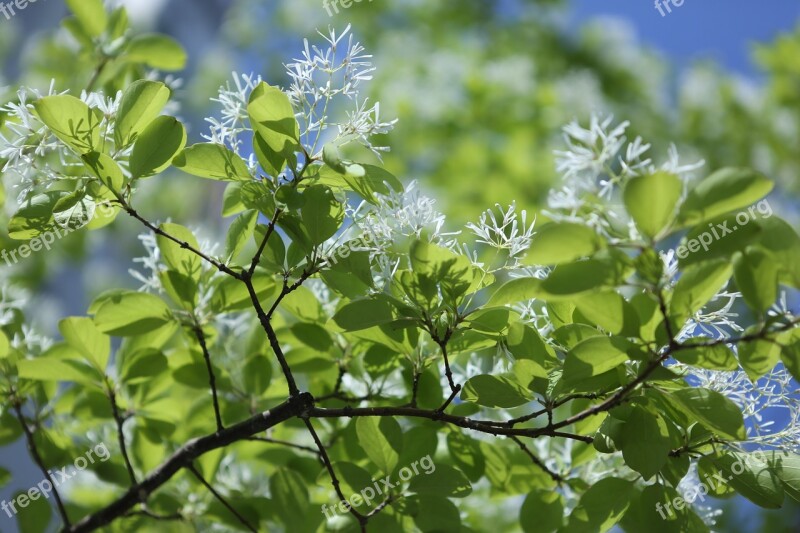 Plants Wood Pop Wood Pop Flower The Leaves