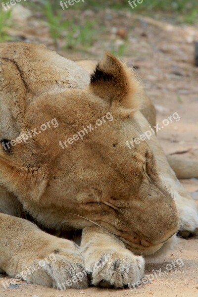 Leone Sleep Lioness Asleep Mating Free Photos