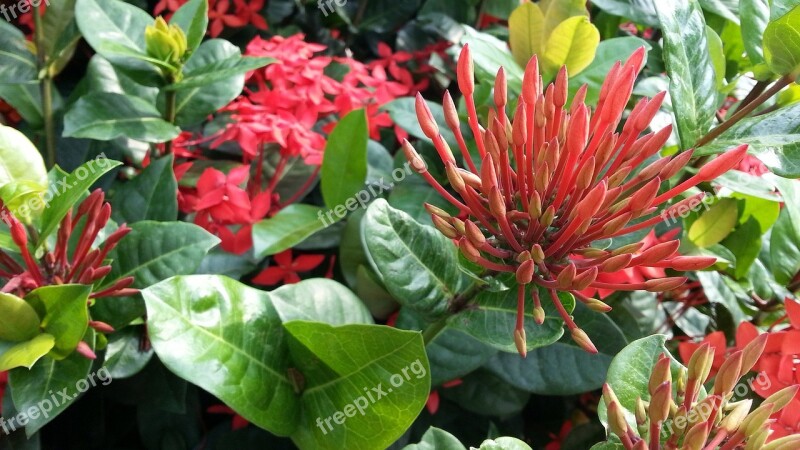 Red Flowers Flowering Ixora Cultivar Green Leaves Petals