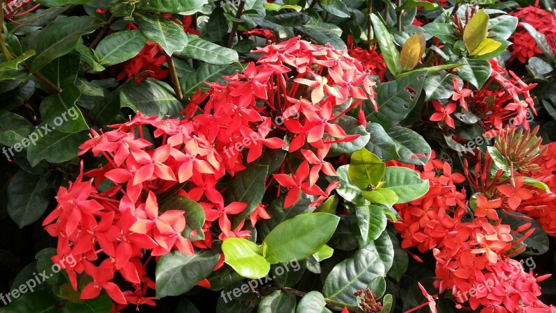 Red Flowers Flowering Ixora Cultivar Green Leaves Petals