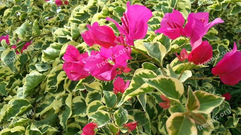 Bougainvillea Pink Flowers English Ivy Petals Flora