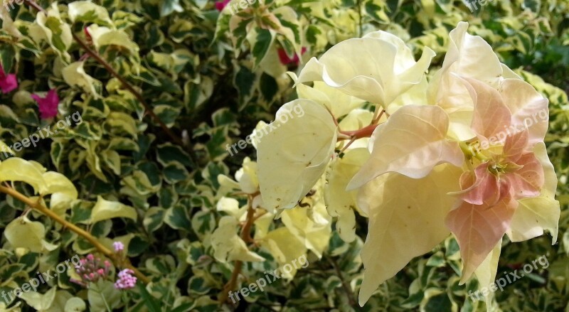 Bougainvillea Yellow Flowers English Ivy Petals Flora