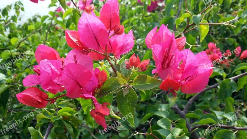 Bougainvillea Pink Flowers Blooming Petals Flora