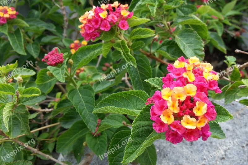 Lantana Camara Mutabilis Pink And Yellow Flowers Blooming Petals Flora