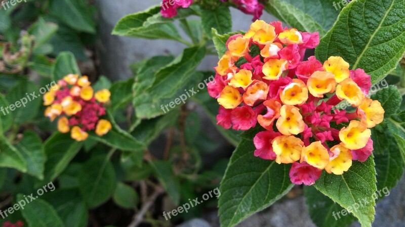 Lantana Camara Mutabilis Pink And Yellow Flowers Blooming Petals Flora