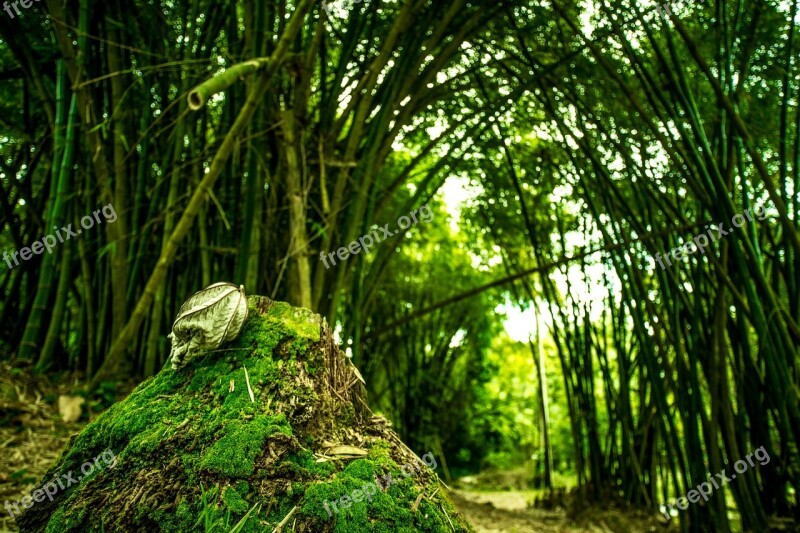 Forest Green Trees Bamboo Nature